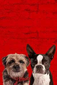 Strays - Posters