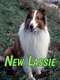 The New Lassie
