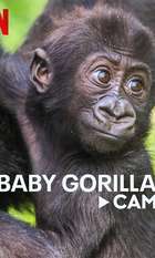 Baby Gorilla Cam