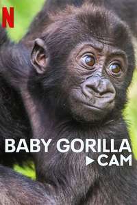Baby Gorilla Cam - Poster