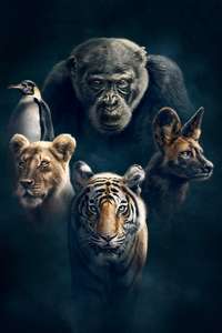 Dynasties - Posters