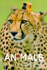 Animals with Cameras - Poster