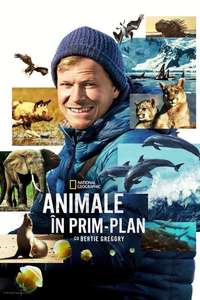 Animals Up Close with Bertie Gregory - Posters