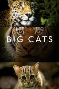 Big Cats - Posters