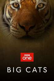 Big Cats