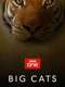 Big Cats