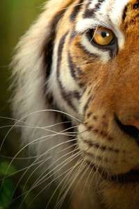 Big Cats - Posters