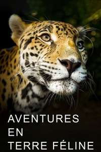 Big Cats - Posters