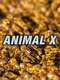 Animal X