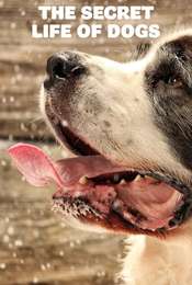The Secret Life of Dogs - Series 2