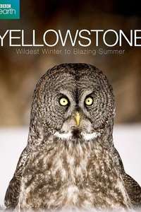 Yellowstone: Wildest Winter to Blazing Summer - Poster