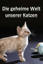 ​The Story of Cats