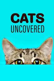 Cat Watch 2014: The New Horizon Experiment