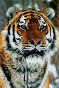 Operation Snow Tiger - Poster