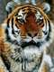 Operation Snow Tiger