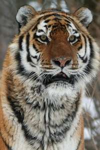 Operation Snow Tiger - Poster