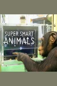 Super Smart Animals - Poster