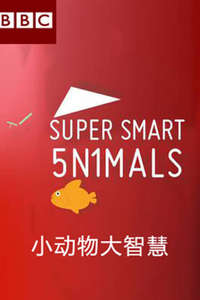 Super Smart Animals - Poster