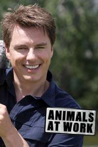 Animals at Work - Posters