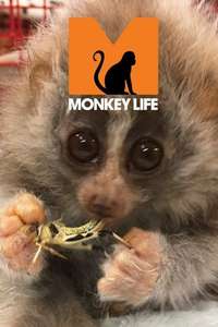 Monkey Life - Poster