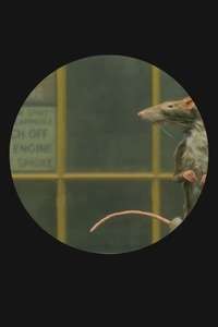 The Rat Catcher - Poster