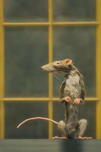 The Rat Catcher - Poster