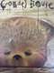 Crowded House: Intriguer Bonus DVD