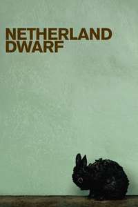 Netherland Dwarf - Poster