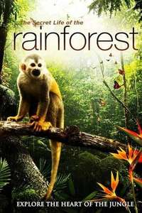 Rainforest 3D - Poster