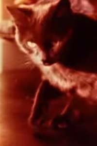 Cat's Cradle - Poster