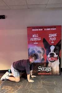 Strays - Posters