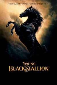 Young Black Stallion - Posters