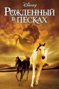Young Black Stallion - Posters