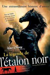 Young Black Stallion - Posters