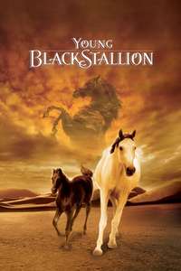 Young Black Stallion - Posters