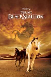 Young Black Stallion - Posters