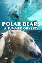 Polar Bears: A Summer Odyssey
