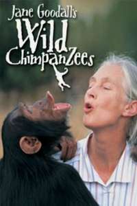 Jane Goodall's Wild Chimpanzees - Poster