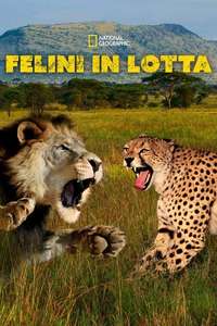Cat Wars: Lion vs. Cheetah - Poster