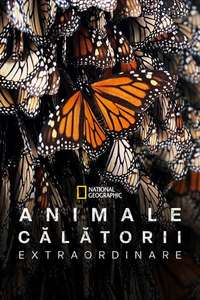 Incredible Animal Journeys - Posters