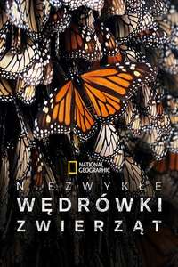 Incredible Animal Journeys - Posters