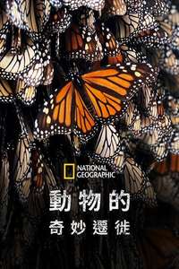 Incredible Animal Journeys - Posters