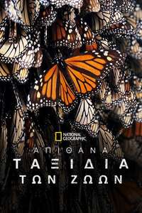 Incredible Animal Journeys - Posters