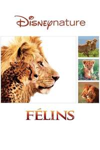 African Cats - Posters