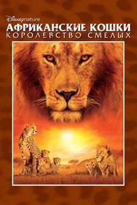 African Cats - Posters