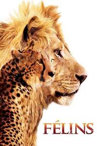 African Cats - Posters