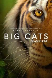 Big Cats - Posters