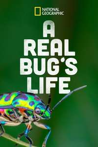 A Real Bug's Life - Posters