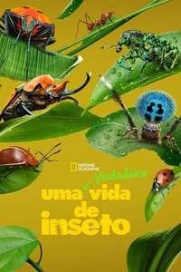 A Real Bug's Life - Posters