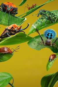 A Real Bug's Life - Posters